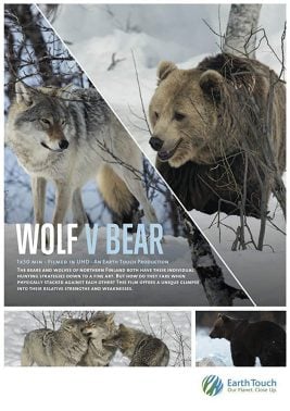 دانلود مستند Wolf vs Bear 2018