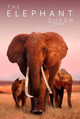 دانلود مستند The Elephant Queen 2019