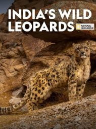 دانلود مستند Indias Wild Leopards 2020